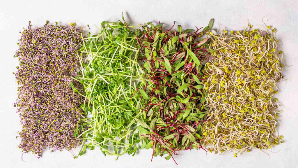 different types of sprouts